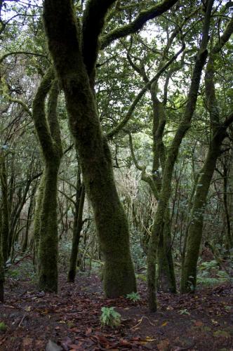 Fotografia de Germn - Galeria Fotografica: Las Mercedes - Foto: El bosque