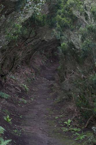 Fotografia de Germn - Galeria Fotografica: Las Mercedes - Foto: El sendero