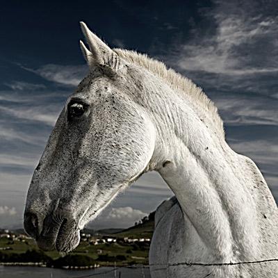 Fotografia de scar Snchez - Galeria Fotografica: Editorial - Foto: caballo