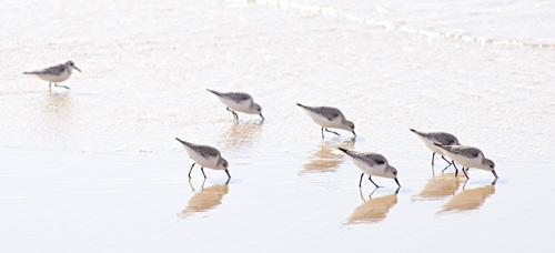 Fotografia de scar Snchez - Galeria Fotografica: viajes - Foto: correlimos tridctilo