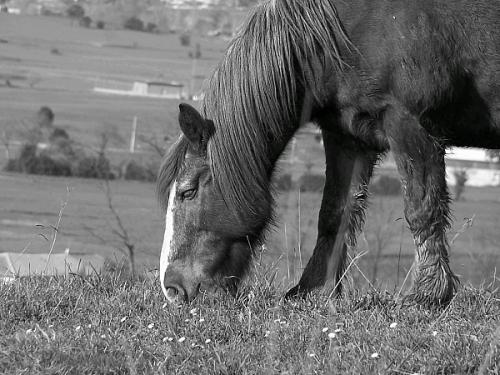 Fotografia de Cayetana - Galeria Fotografica: seleccin naturaleza - Foto: caballo percheron
