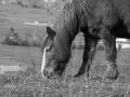 Fotos de Cayetana -  Foto: seleccin naturaleza - caballo percheron