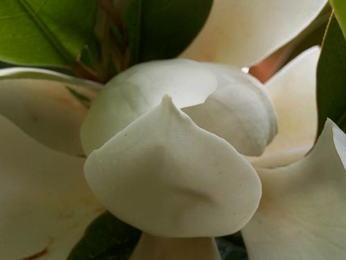 Fotografia de Cayetana - Galeria Fotografica: seleccin naturaleza - Foto: Magnolia