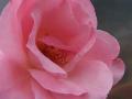 Fotos de Cayetana -  Foto: seleccin naturaleza - rosa macro