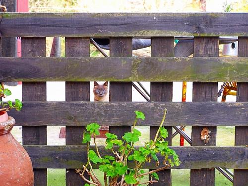 Fotografia de Cayetana - Galeria Fotografica: seleccin naturaleza - Foto: de incognito