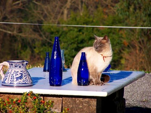 Fotografia de Cayetana - Galeria Fotografica: seleccin naturaleza - Foto: azul