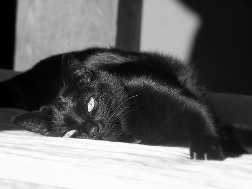 Fotografia de Cayetana - Galeria Fotografica: seleccin varias - Foto: Maria tomando el sol