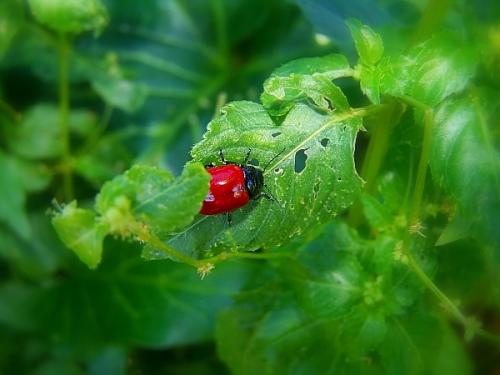 Fotografia de Cayetana - Galeria Fotografica: seleccin varias - Foto: bicho