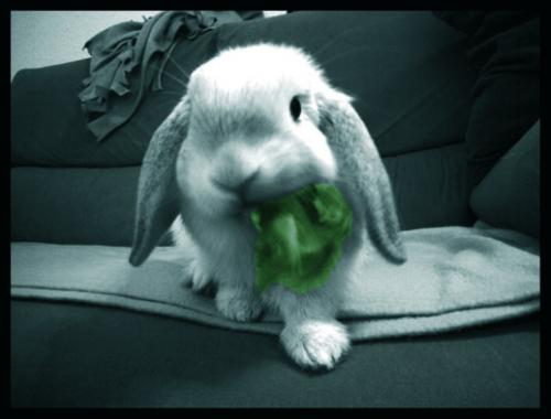 Fotografia de mtruso - Galeria Fotografica: Variado - Foto: Nina