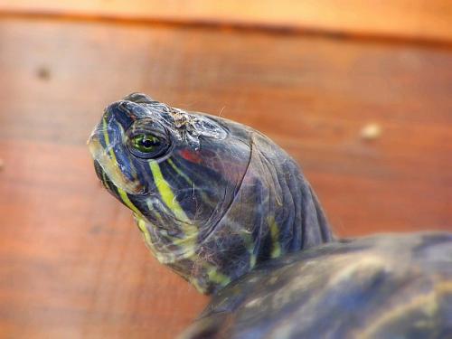 Fotografia de Cayetana - Galeria Fotografica: seleccin varias - Foto: Florida