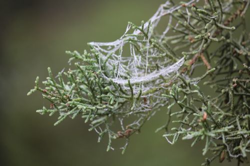 Fotografia de Joseba - Galeria Fotografica: invierno zamorano - Foto: 