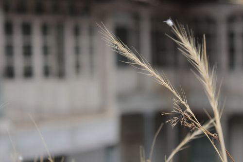 Fotografia de Hector Vega - Galeria Fotografica: PhotoScape Mariposa Monarca - Foto: 