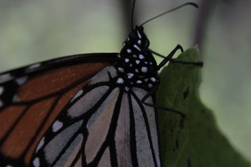 Fotografia de Hector Vega - Galeria Fotografica: PhotoScape Mariposa Monarca - Foto: 