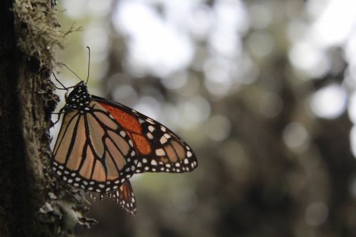 Fotografia de Hector Vega - Galeria Fotografica: PhotoScape Mariposa Monarca - Foto: 
