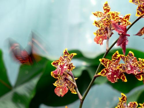 Fotografia de cortu - Galeria Fotografica: alas de... - Foto: mariposa 01