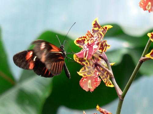 Fotografia de cortu - Galeria Fotografica: alas de... - Foto: mariposa 02