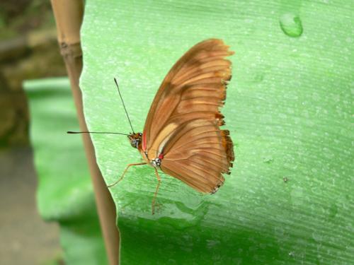 Fotografia de cortu - Galeria Fotografica: alas de... - Foto: mariposa 05