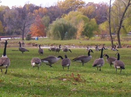 Fotografia de Susy - Galeria Fotografica: Otoo en Kansas - Foto: 
