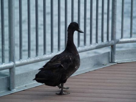 Fotografia de Susy - Galeria Fotografica: Un nuevo sabor - Foto: Soledad