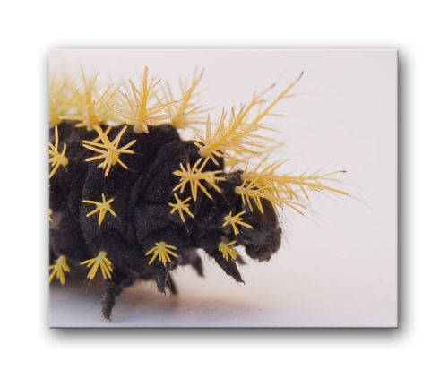 Fotografia de Alcanzarte - Galeria Fotografica: Alcanzarte - Foto: 