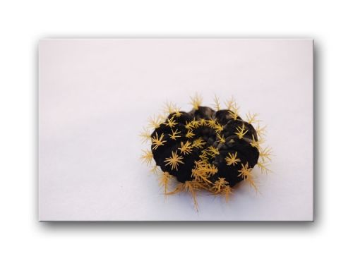 Fotografia de Alcanzarte - Galeria Fotografica: Alcanzarte - Foto: 