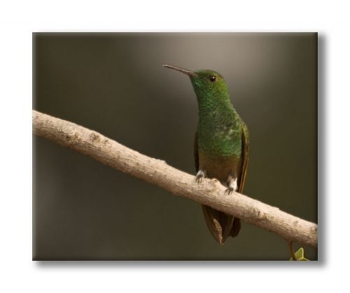 Fotografia de Alcanzarte - Galeria Fotografica: Alcanzarte - Foto: 