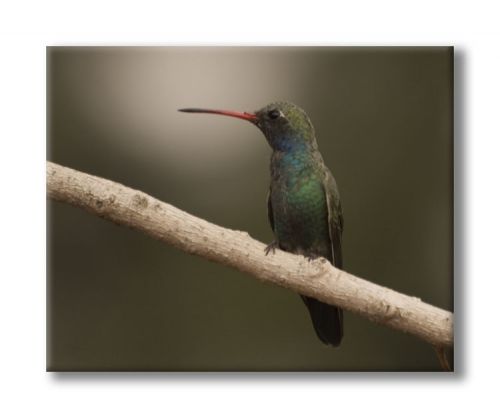 Fotografia de Alcanzarte - Galeria Fotografica: Alcanzarte - Foto: 