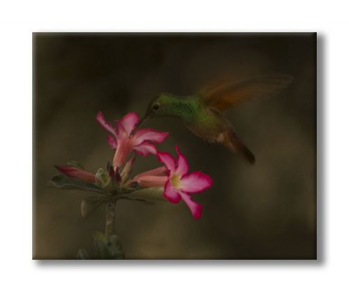 Fotografia de Alcanzarte - Galeria Fotografica: Alcanzarte - Foto: 