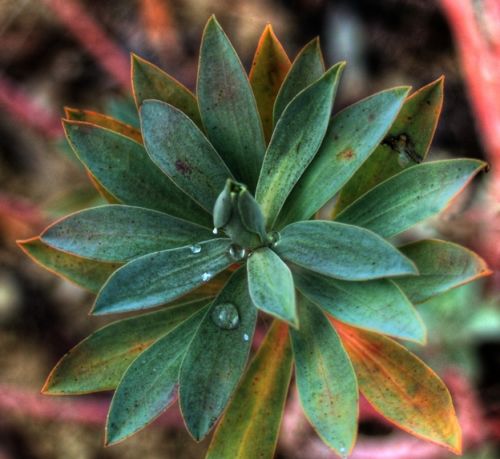 Fotografia de attila - Galeria Fotografica: macro - Foto: 