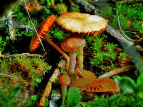 Fotografia de attila - Galeria Fotografica: macro - Foto: 