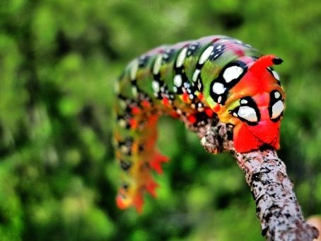 Fotografia de attila - Galeria Fotografica: macro - Foto: 