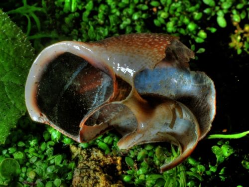 Fotografia de attila - Galeria Fotografica: macro - Foto: 