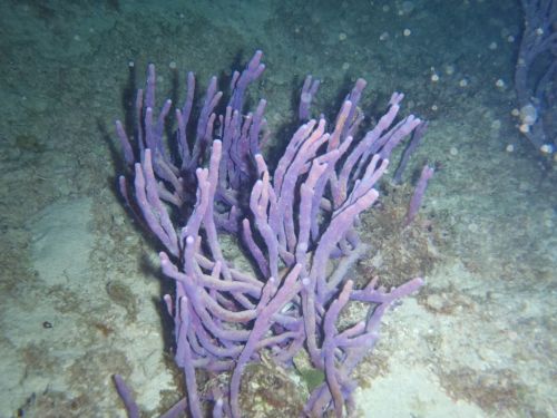 Fotografia de Buteogallus - Galeria Fotografica: inmersin - Foto: 