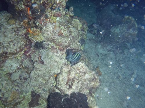 Fotografia de Buteogallus - Galeria Fotografica: inmersin - Foto: 