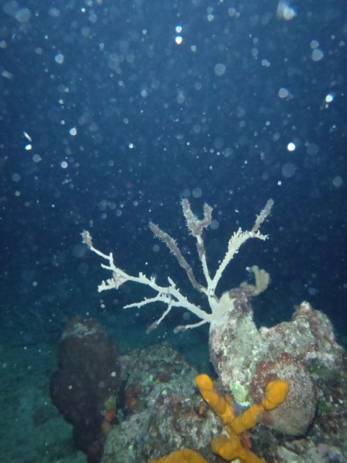 Fotografia de Buteogallus - Galeria Fotografica: inmersin - Foto: 