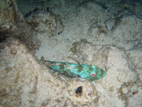 Fotografia de Buteogallus - Galeria Fotografica: inmersi�n - Foto: 