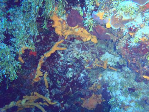 Fotografia de Buteogallus - Galeria Fotografica: inmersin - Foto: 