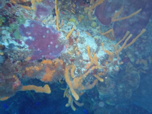 Fotografia de Buteogallus - Galeria Fotografica: inmersin - Foto: 