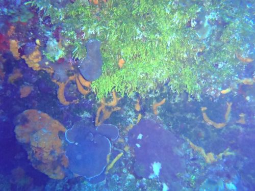 Fotografia de Buteogallus - Galeria Fotografica: inmersin - Foto: 