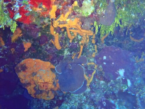 Fotografia de Buteogallus - Galeria Fotografica: inmersin - Foto: 