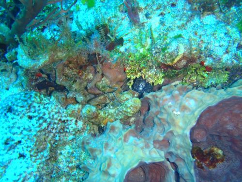 Fotografia de Buteogallus - Galeria Fotografica: inmersin - Foto: 