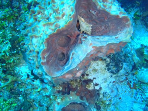 Fotografia de Buteogallus - Galeria Fotografica: inmersin - Foto: 