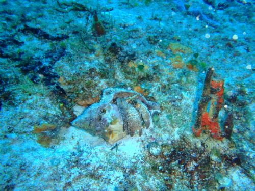 Fotografia de Buteogallus - Galeria Fotografica: inmersi�n - Foto: 