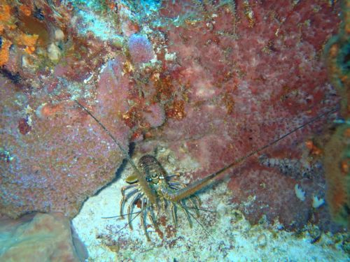 Fotografia de Buteogallus - Galeria Fotografica: inmersin - Foto: 