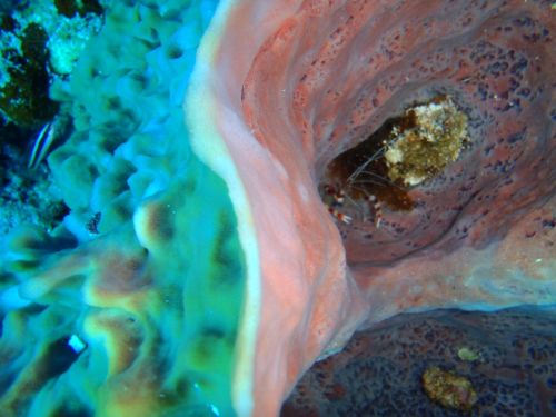 Fotografia de Buteogallus - Galeria Fotografica: inmersin - Foto: 