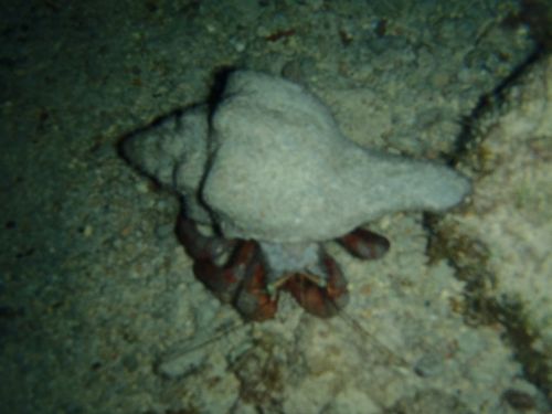 Fotografia de Buteogallus - Galeria Fotografica: inmersin - Foto: 