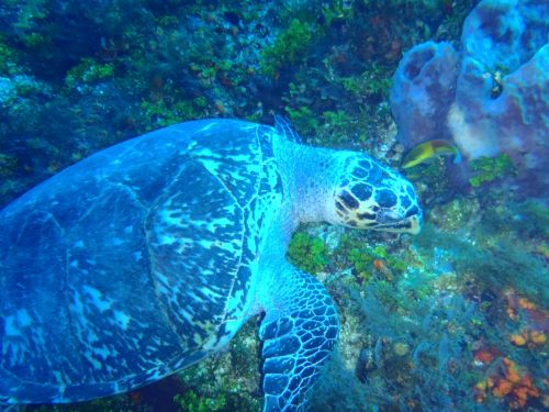 Fotografia de Buteogallus - Galeria Fotografica: inmersin - Foto: 