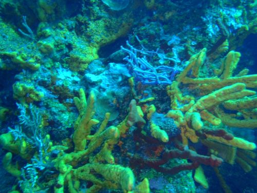 Fotografia de Buteogallus - Galeria Fotografica: inmersin - Foto: 