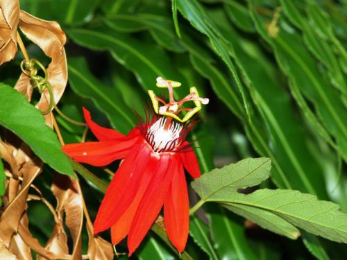 Fotografia de Susy - Galeria Fotografica: Vivo - Foto: 