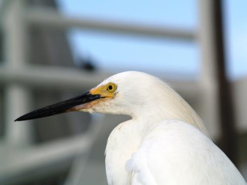 Fotografia de Susy - Galeria Fotografica: Vivo - Foto: 